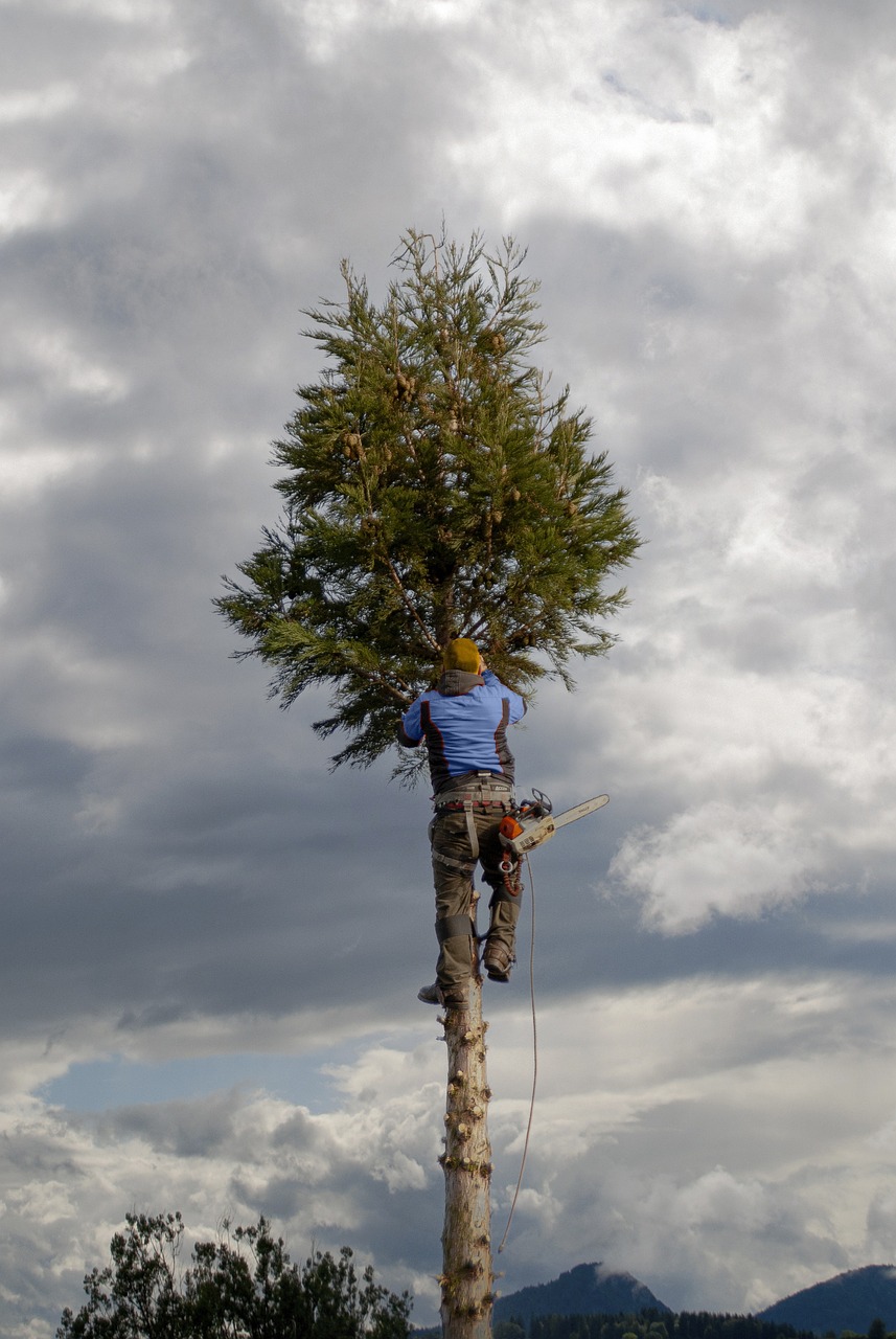 Arborist cutting tree with chainsaw
